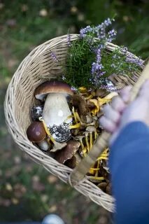 Go mushroom picking