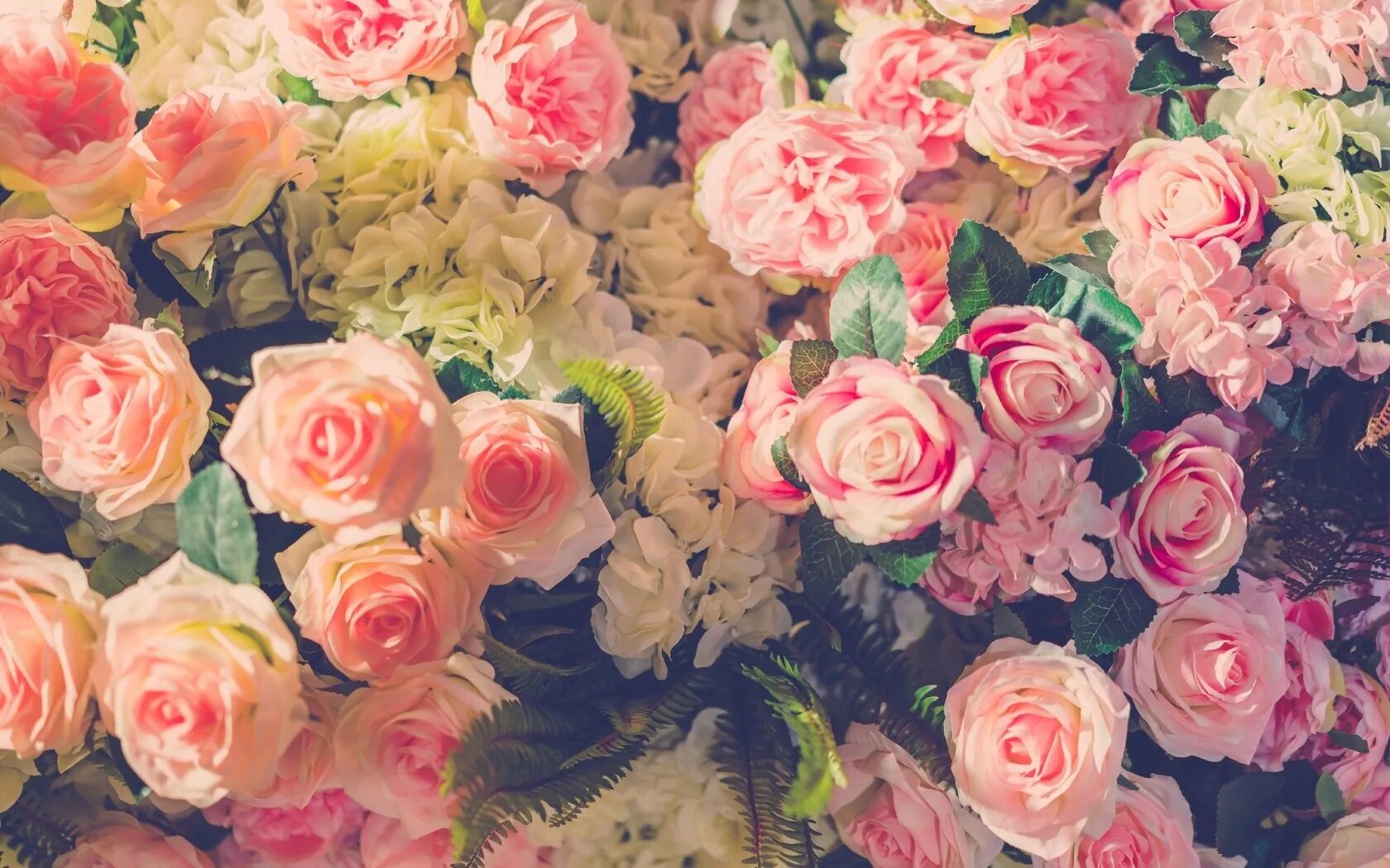 Rose background