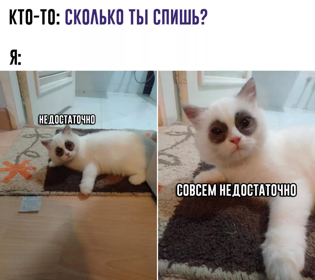 На сколько ты устал. Кот Мем. Коты мемы. Куда высыпаюсь. Ты высыпаешься куда высыпаюсь кот.