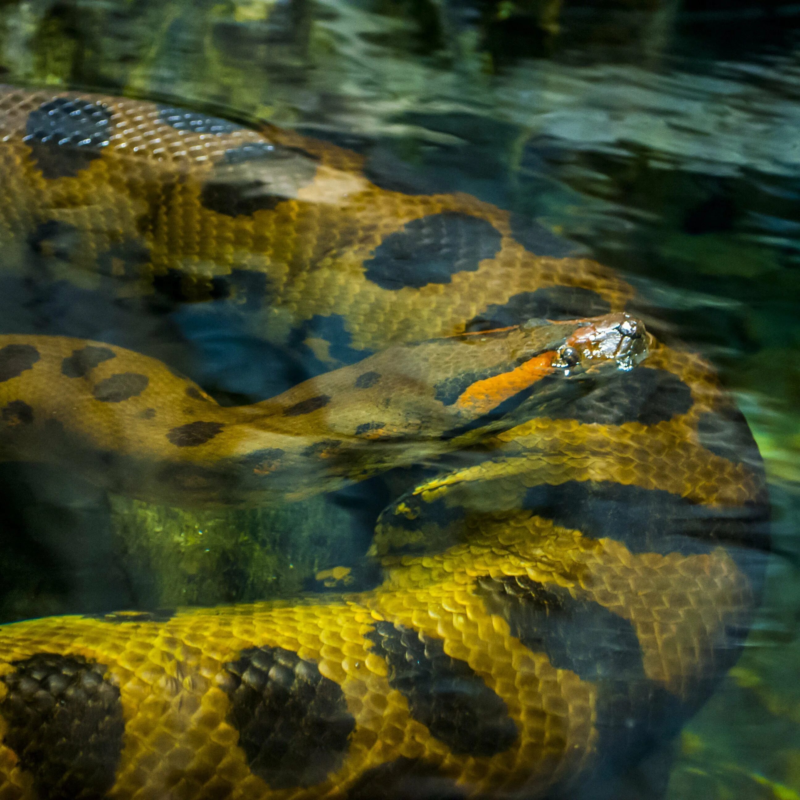 Анаконда змея. Зеленая Анаконда (eunectes murinus). Водяной удав Анаконда. Самый большой змей в мире фото