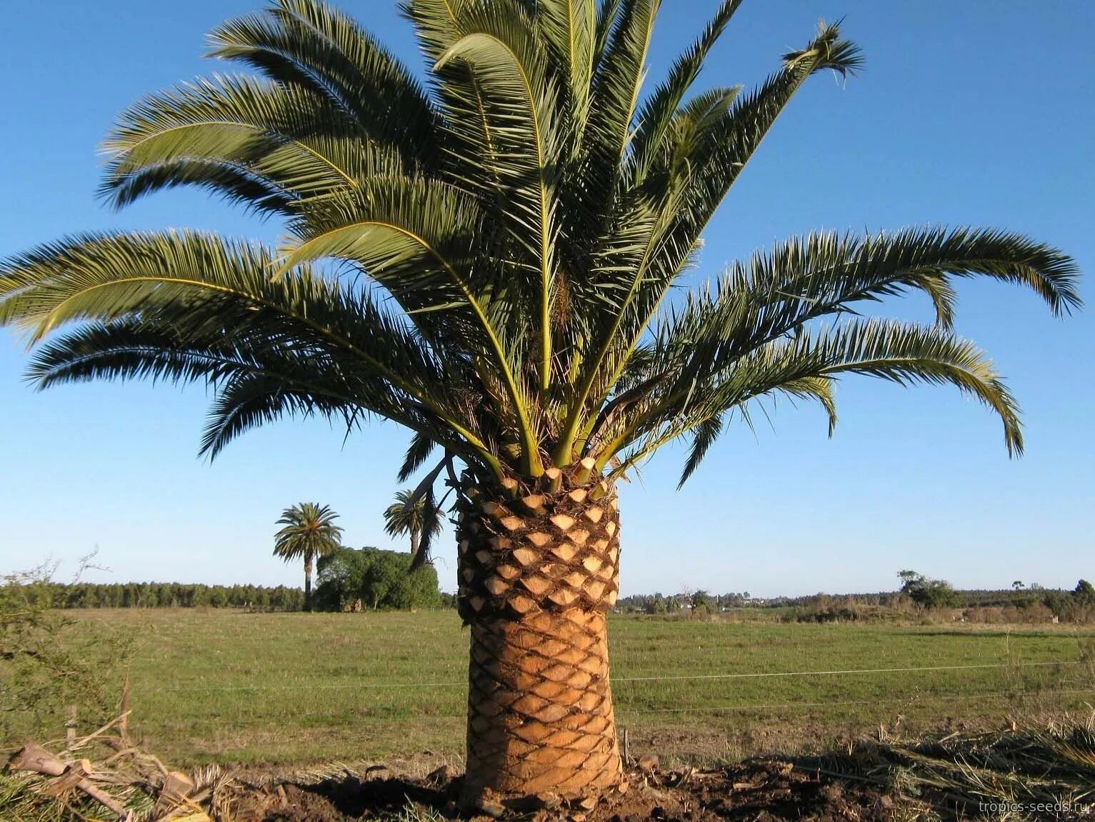 Финик Канарский. Финиковая Пальма. Канарская финиковая Пальма. Пальма Phoenix canariensis. Продажа финика