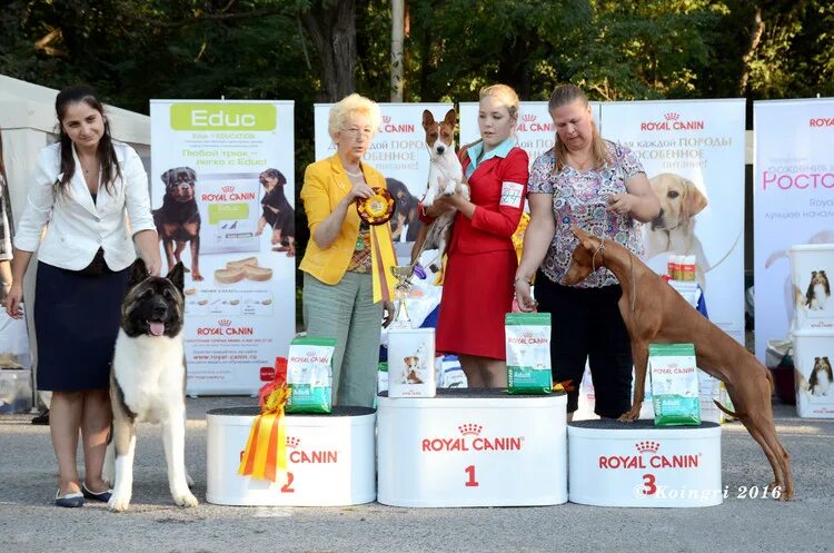 Что одеть на выставку собак. Выставки собак в сентябре. Выставки собак в сентябре. Все чемпионы питомцев в кургане. Выставки собак в сентябре.