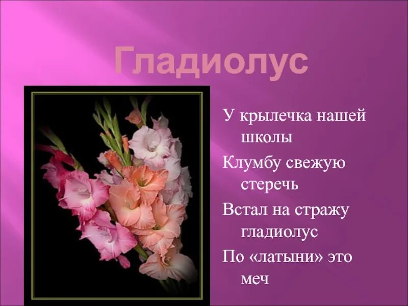 Гладиолус рассказ для 2 класса окружающий. Легенда о гладиолусе. стихи про гладиолусы короткие. загадка про гладиолус для детей. стихотворение про гладиолус.