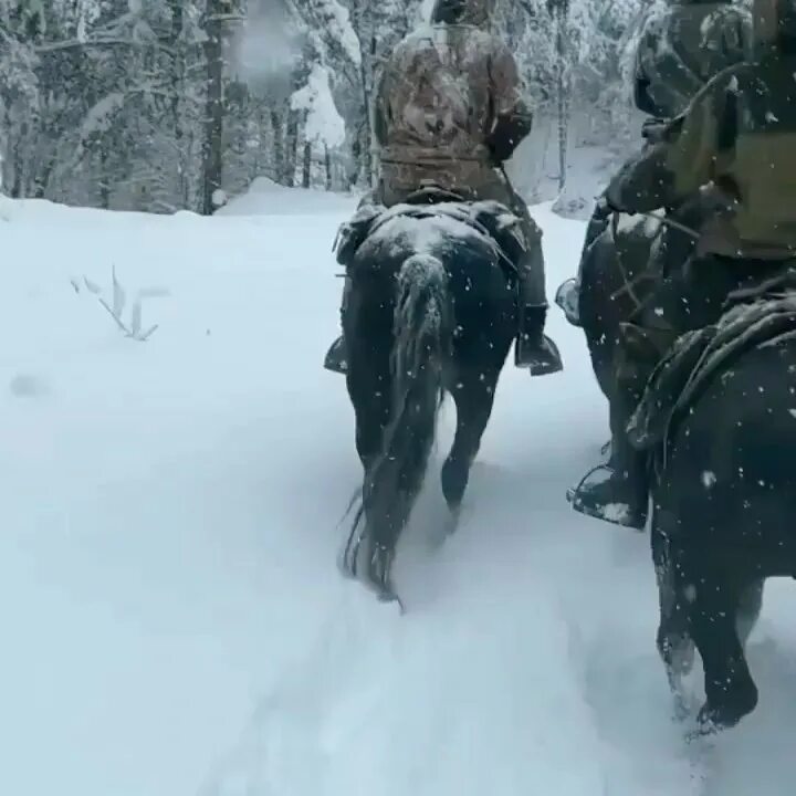 Лошади до судного дня