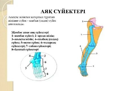 Бұл жалаңаш жамбастың фотосы