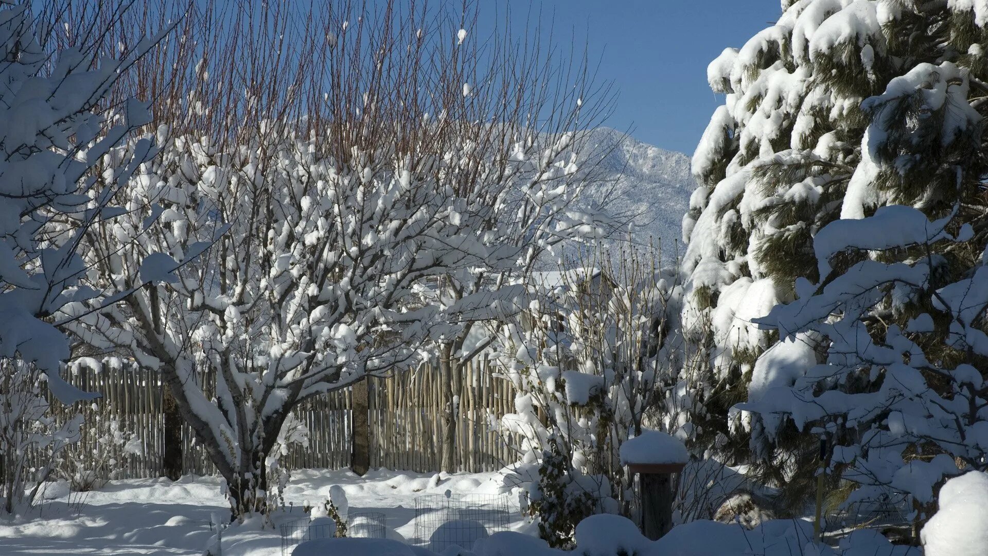 Зима ни. Сад зимой. Зима в саду. Сад под снегом. Сад в снегу.