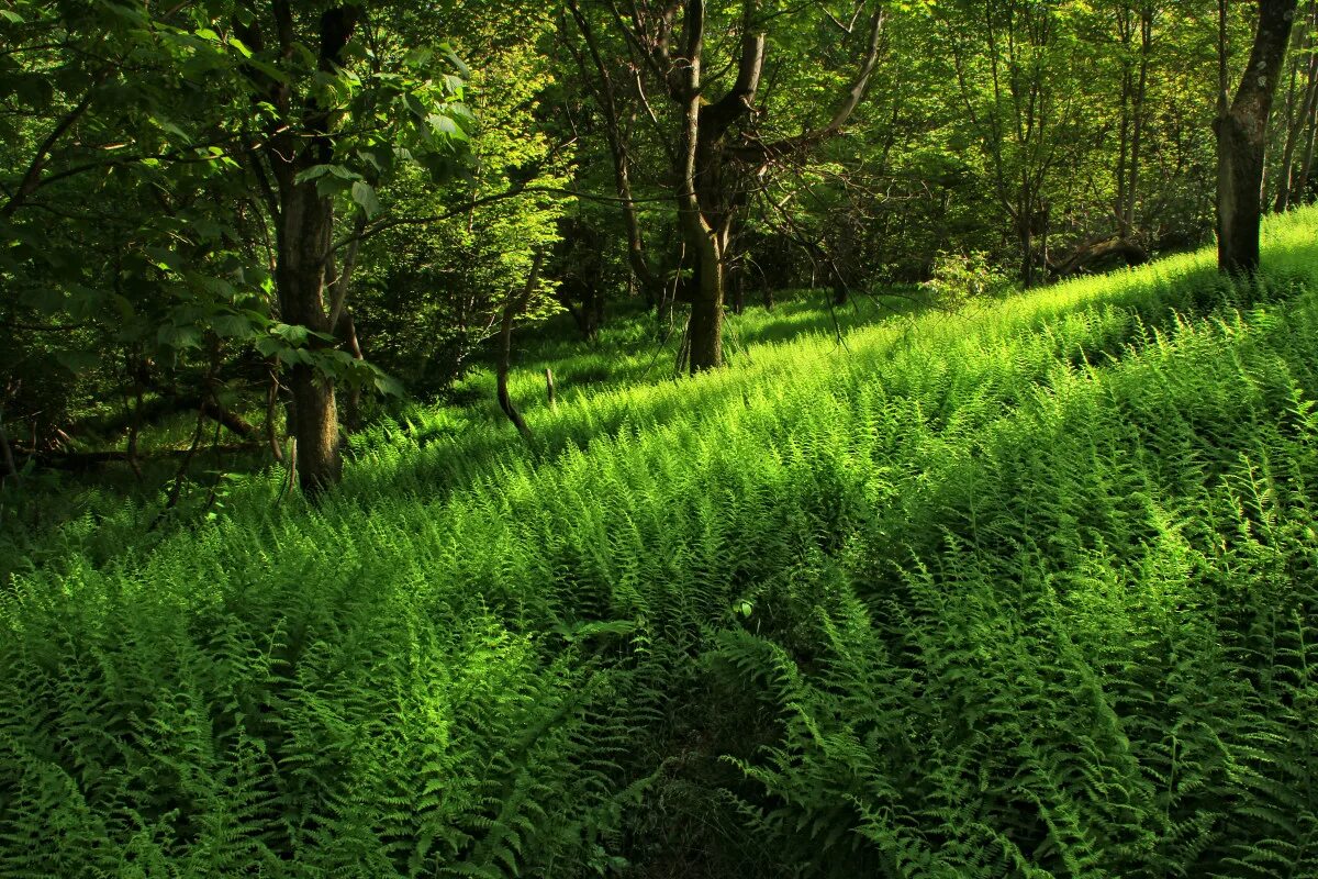 Высокая трава в лесу. Трава в лесу. Растения леса. Лесная поляна. Трава в лесу.