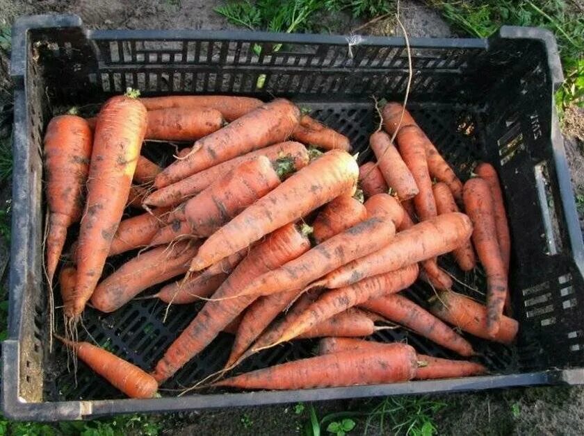 Хранение моркови. Ящик для хранения моркови. Морковь в ящике. Хранение моркови в погребе. Как хранить морковь и свеклу