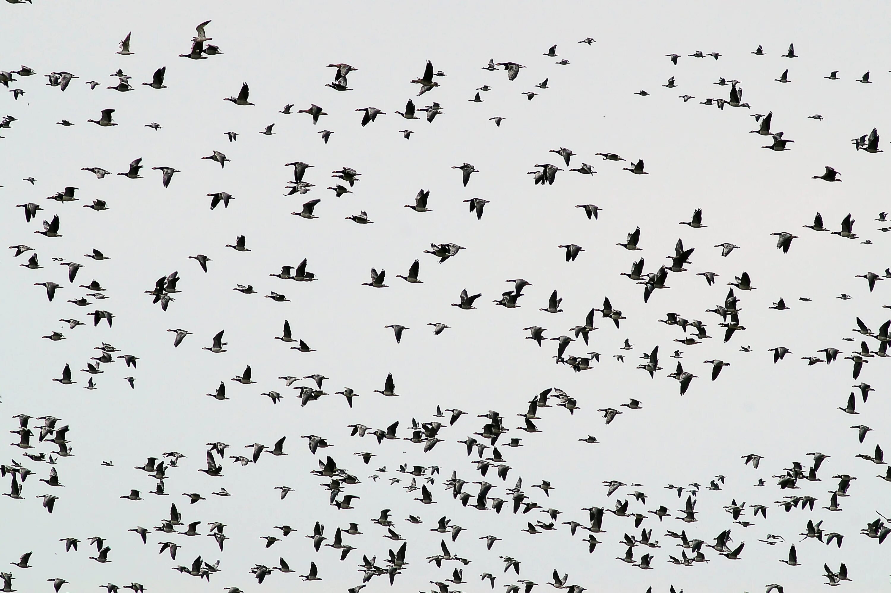 Flock of birds. Стая птиц. Много птиц в небе. Стайка птиц. Птичка на белом фоне.