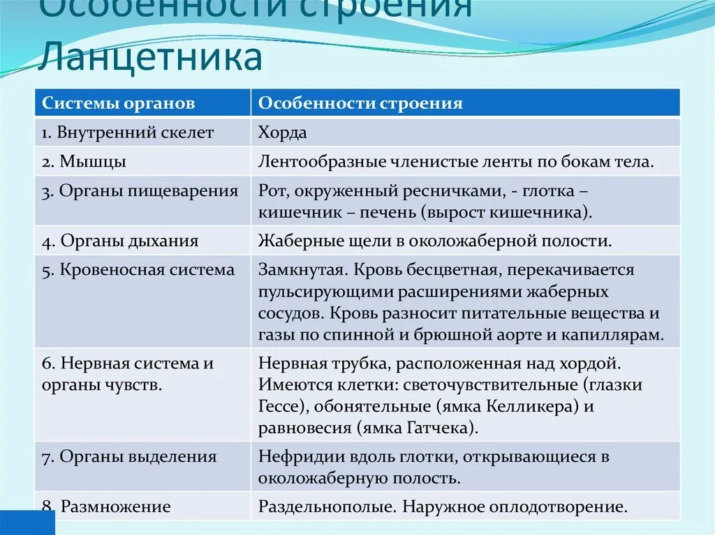 Сравнение ланцетника с рыбой. Особенности строения ланцетника. Общая характеристика ланцетника 7 класс кратко. Особенности строения и функции ланцетника таблица. Строение ланцетника характеристики.