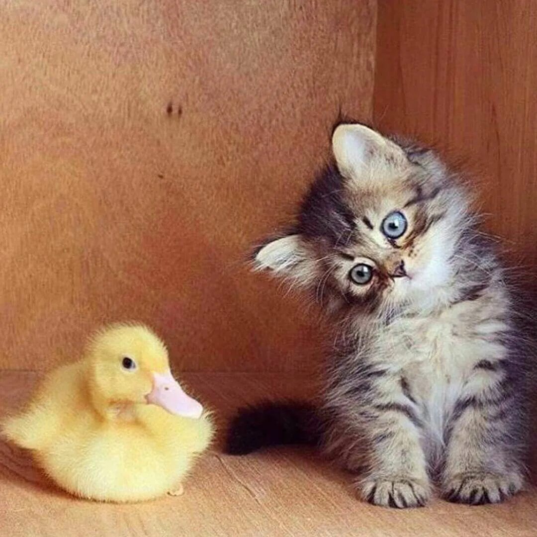 Cat duck. Котенок и цыпленок. Котенок и утенок. Милые утята. Милые цыплята и котята.