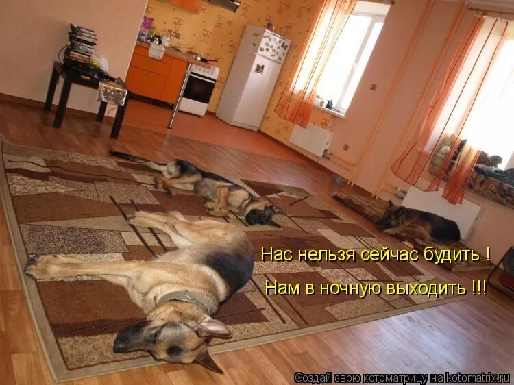 кот утро. коты приколы с надписями. ты меня на свете разбудишь. сейчас разбужу. я по утрам.