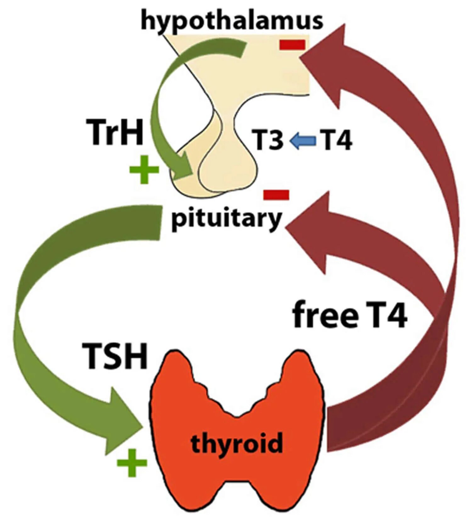 Thyroid-stimulating Hormone. Гормоны щитовидной железы TSH. Тиреотропный гормон гипофиза.