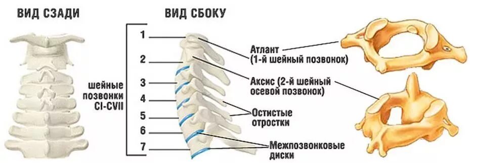 Характеристики позвонков шейного отдела. Шейный отдел позвоночника состоит из семи позвонков. 1 Позвонок шейного отдела Атлант. Строение первых двух позвонков в шейном отделе. 2 Позвонок шейного отдела.