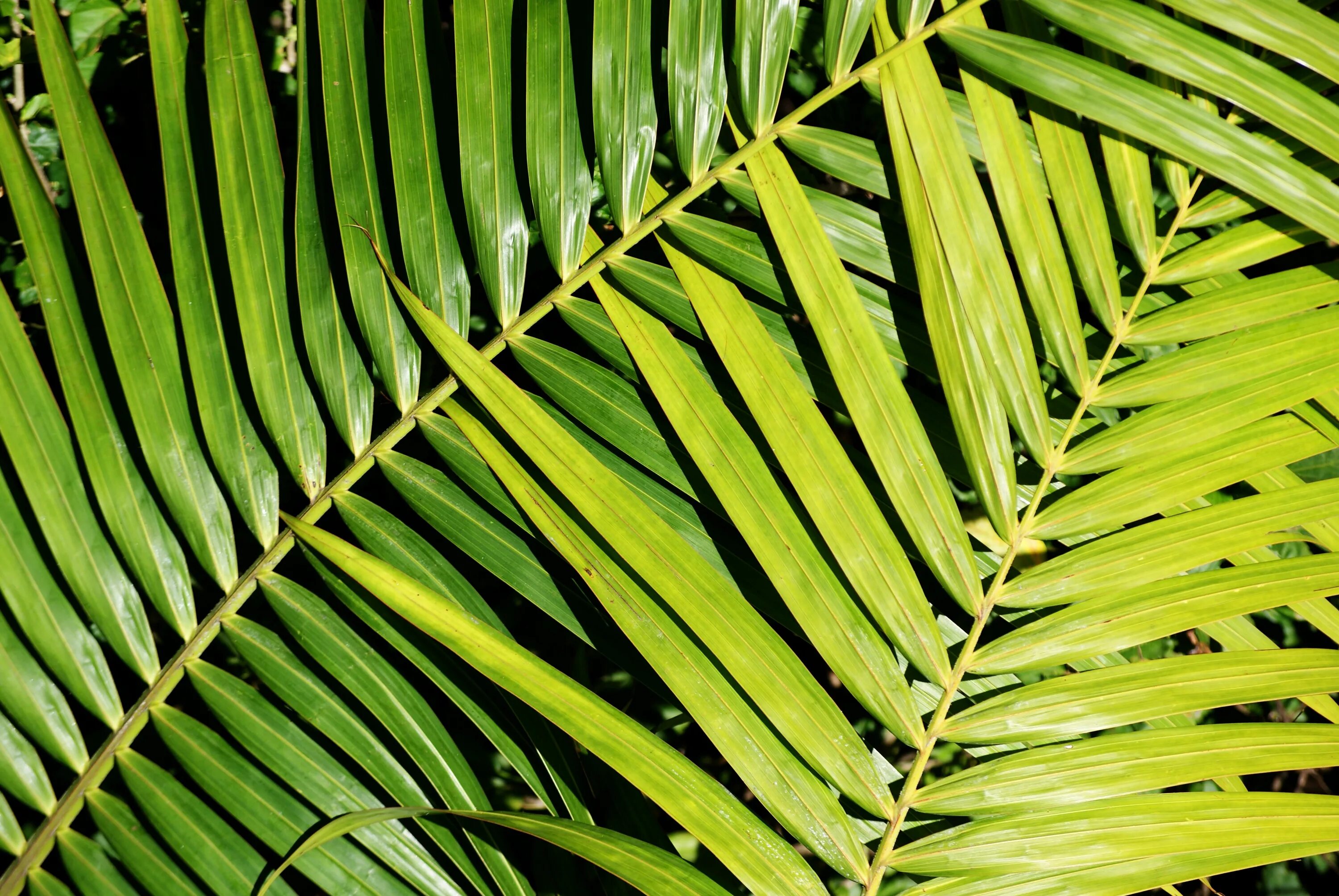 Подсемейства пальмовых. Пальмовые листья. Тропические листья. Тропический листок.