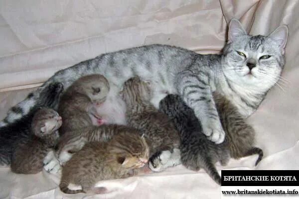 Сколько кошка вынашивает котят месяцев обычная. Кошки вынашивают котят. срок беременности у кошек шотландских. срок вынашивания котят у кошек.