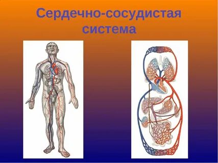 Жизнь кровеносной системы