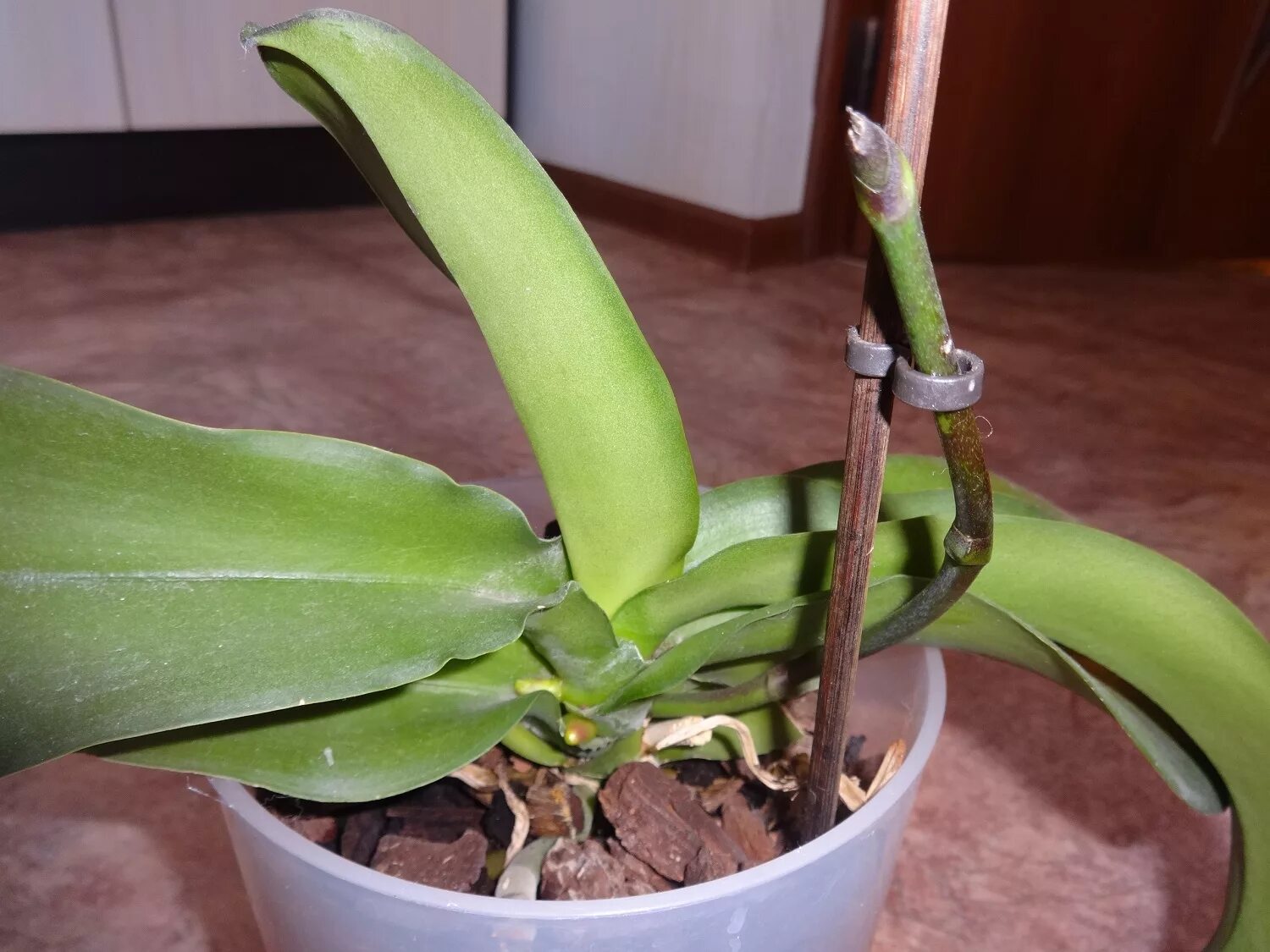 Начала цвести орхидея