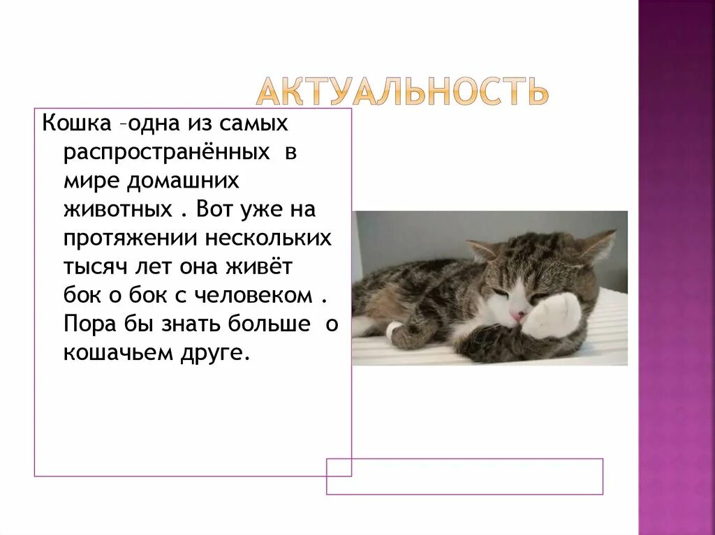 Кошка 1. Актуальность кошек.