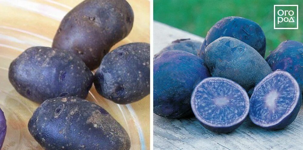 Сорт картофеля дунай. Синий сорт картофеля. Синий сорт картофеля. Картофель вителот пюре. Блю элиза, фиолетовый картофель.