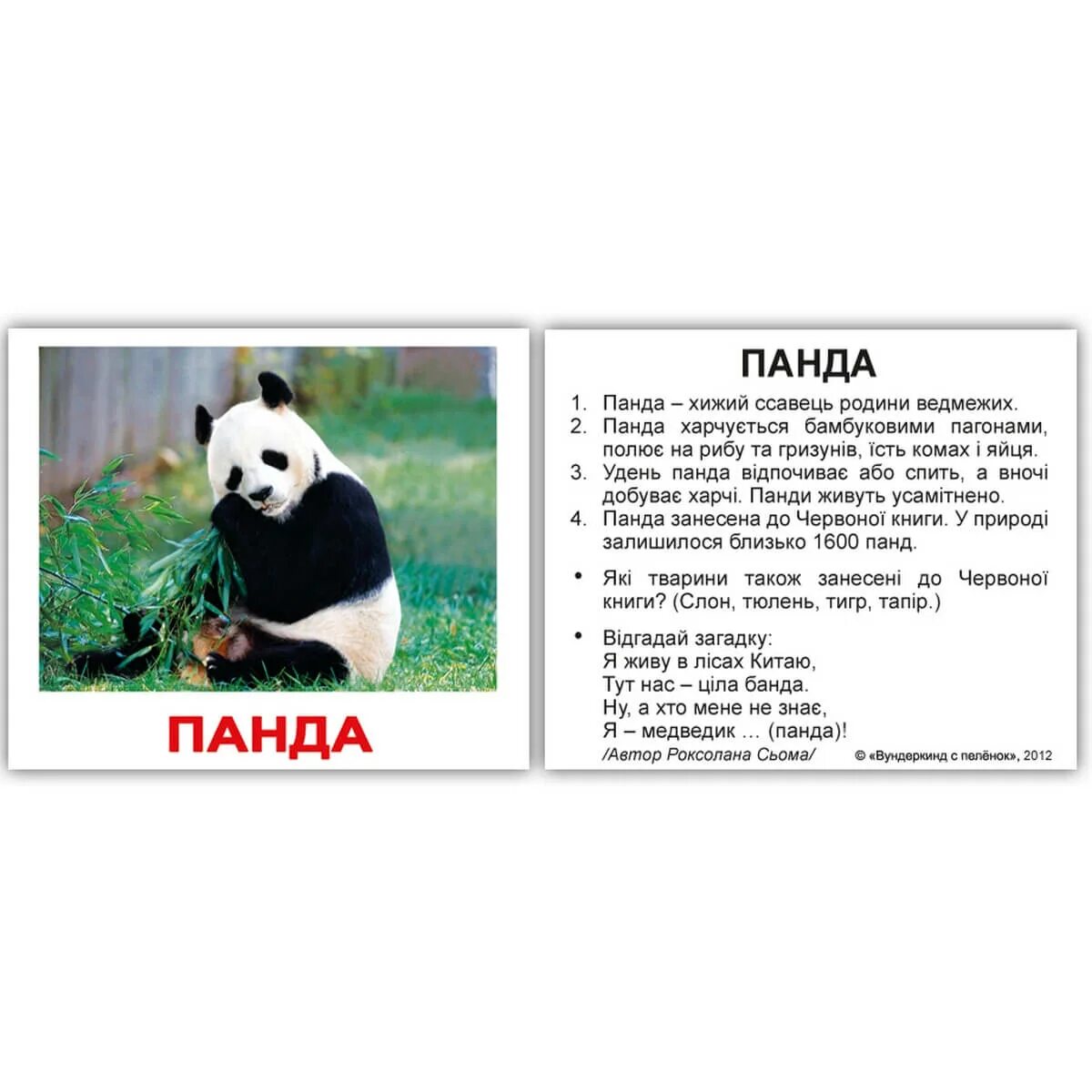 Факты о пандах для детей. Факты о пандах для детей. Самые интересные факты о пандах. Сообщение о большой панде, самое интересное. Факты о пандах.