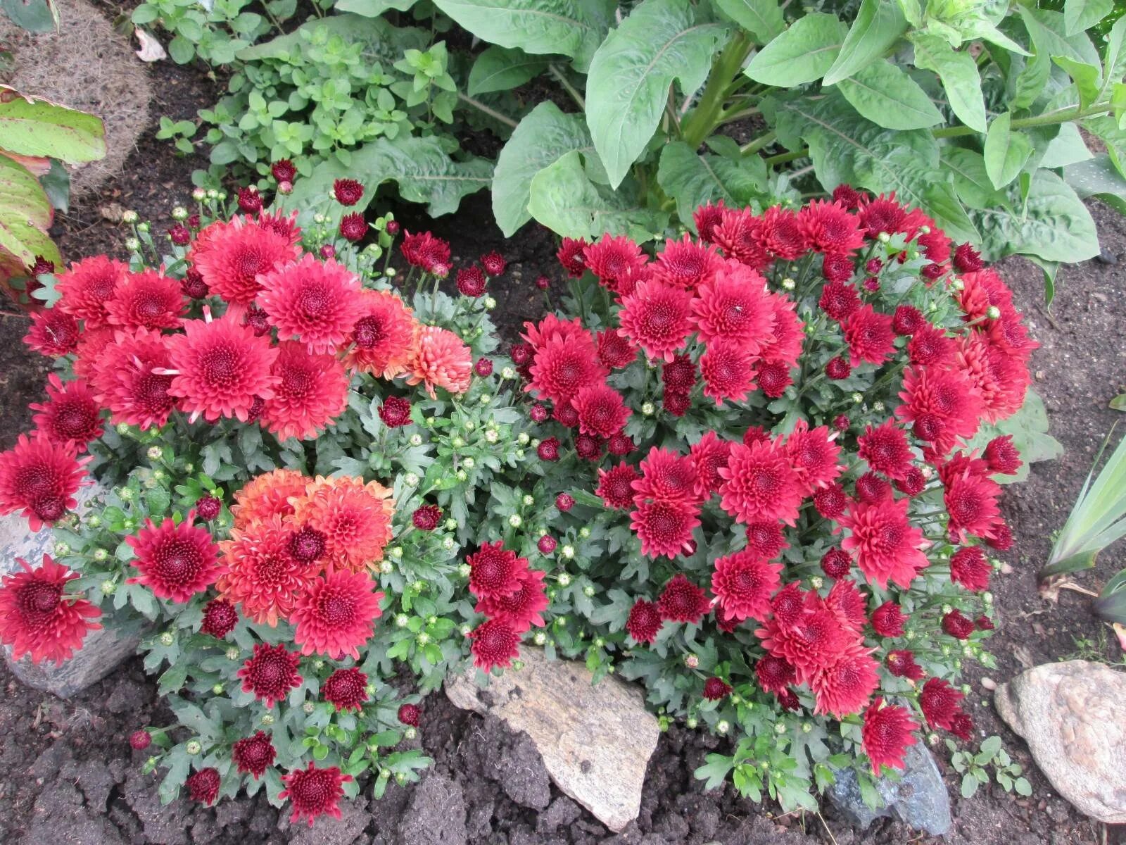 Хризантема корейскаячернова калына. Хризантема корейская червона калына. Хризантема калина ред. Хризантема червона калина. Хризантема червона калина.