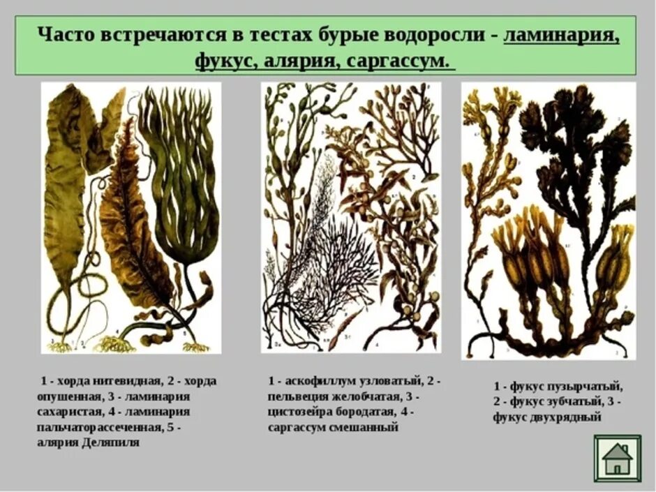 Представитель ламинария. Строение водоросли ламинарии. Фукус, ламинария, аскофиллум. Ламинария зеленая водоросль. Многообразие водорослей бурые водоросли.