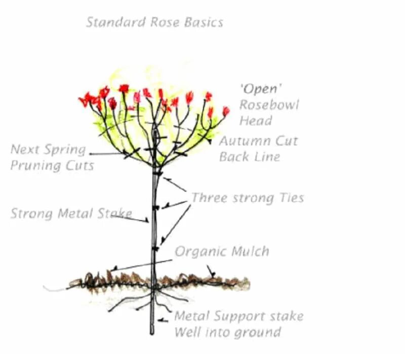Розы обрезанные посадить. Схема посадки штамбовой розы. Обрезка штамбовой розы весной. Схема обрезки метельчатой гортензии.
