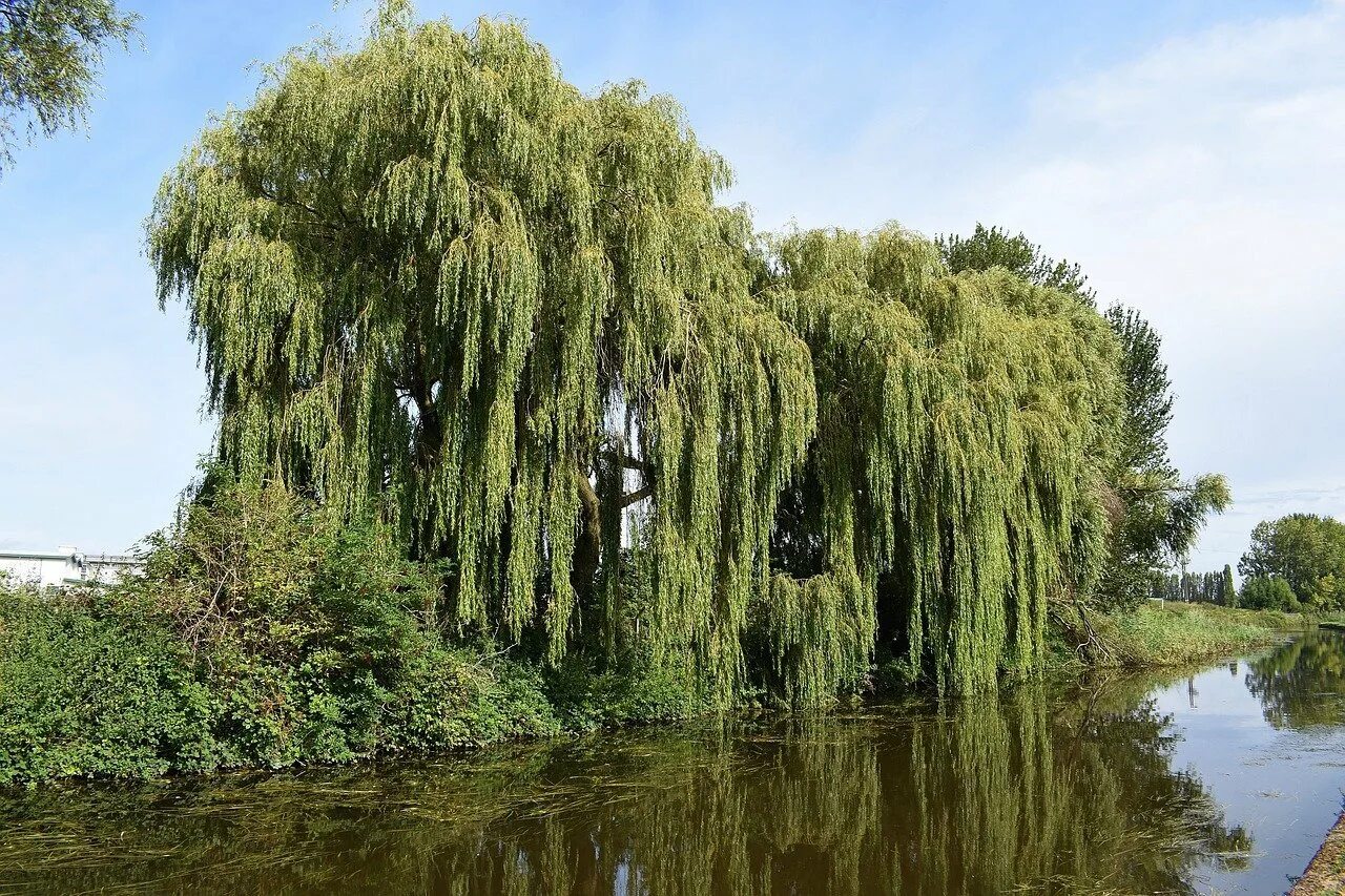 Ветла дерево фото. Ива белая (salix alba). ива белая ветла. ива белая (ветла) salix alba. ива шверина плакучая.
