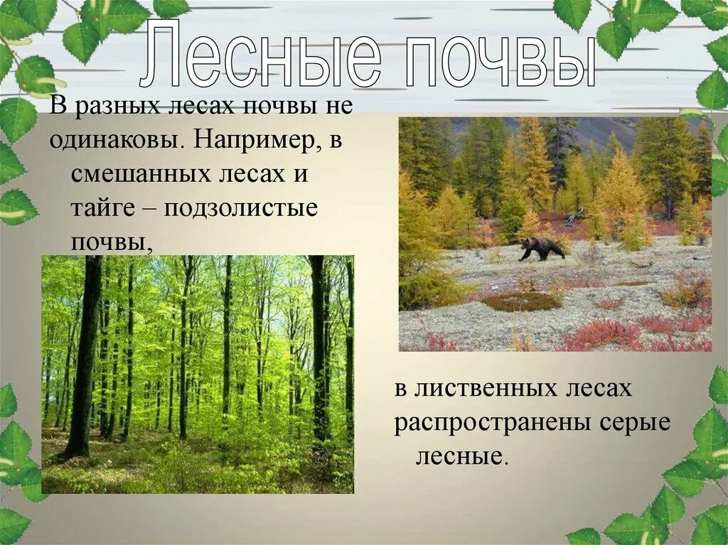 Проект жизнь леса. Презентация на тему лес. Жизнь леса 4 класс. Окружающий мир лес и человек презентация.