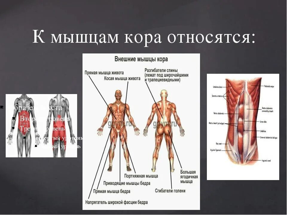 Развитию каких мышц. Строение мышечного кора. мышцы кора. мышцы кора анатомия. тренировка мышц кора.