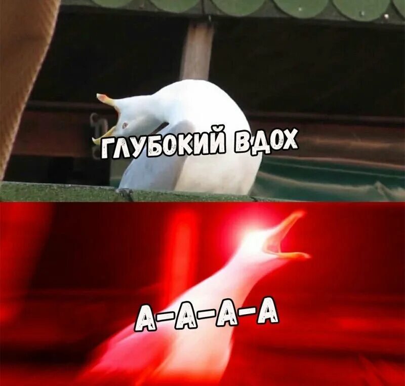 Поставь глубокую. Чайка глубокий вдох. Глубокий вдох Мем. Глубокий вздох. Чайка вдох Мем.