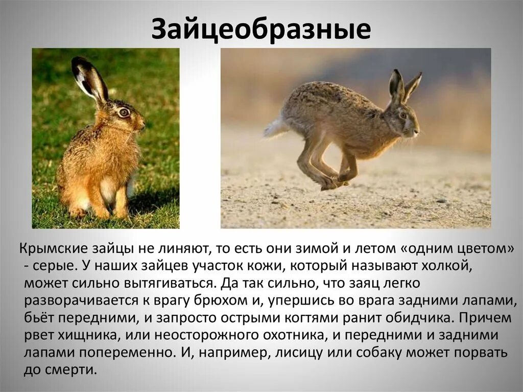 В какое время у зверей бывает линька. Отряд зайцеобразные (Lagomorpha).. Отряды млекопитающих зайцеобразные. Зайцеобразные представители заяц. Зайцеобразные млекопитающие представители.