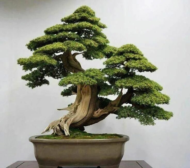 Бонсай Индор. Bonsai Juniperus Bunjin. Бонсай Барбарис. Сарриса бансай.