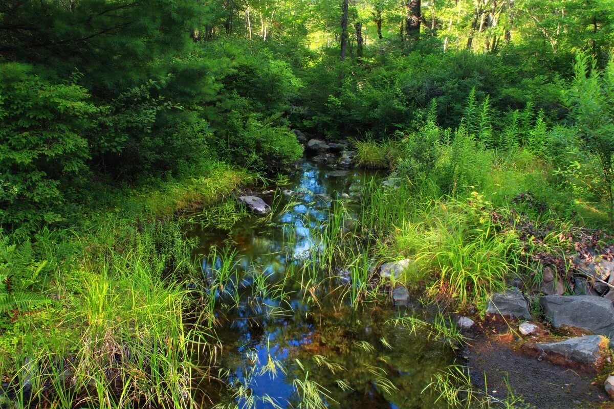 Тебердинский заповедник домбай. Несколько ручьев. Река цемес. Слияние ручьев. Родник ручей река озеро.