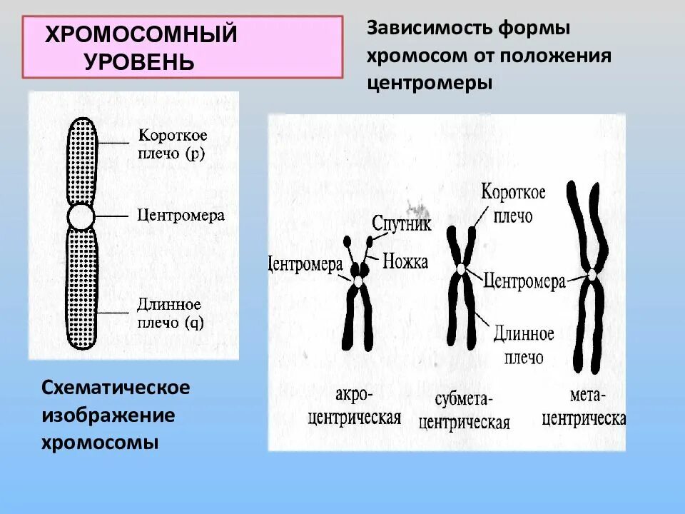 На рисунке изображена хромосома. Строение хромосомы генетика. Строение хромосом человека. Формы хромосом. Зависимость формы хромосом от положения центромеры.