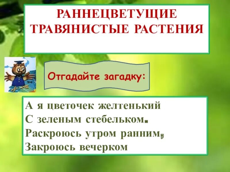 Весеннее Пробуждение растений презентация. Весеннее Пробуждение растений 2 класс перспектива презентация. Раннецветущие травы 2 класс. Раннецветущие растения 2 класс. К чему нетребовательны раннецветущие растения