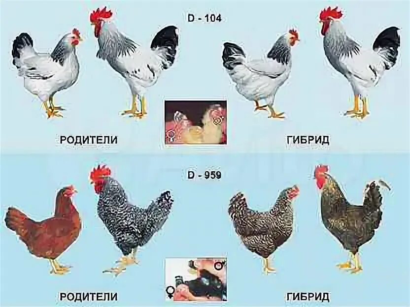 Доминант гс 300 описание. ГС 959 Доминант цыплята. Куры Доминант ГС 300. Доминант ГС 300 цыплята. Доминант гс300 порода кур.