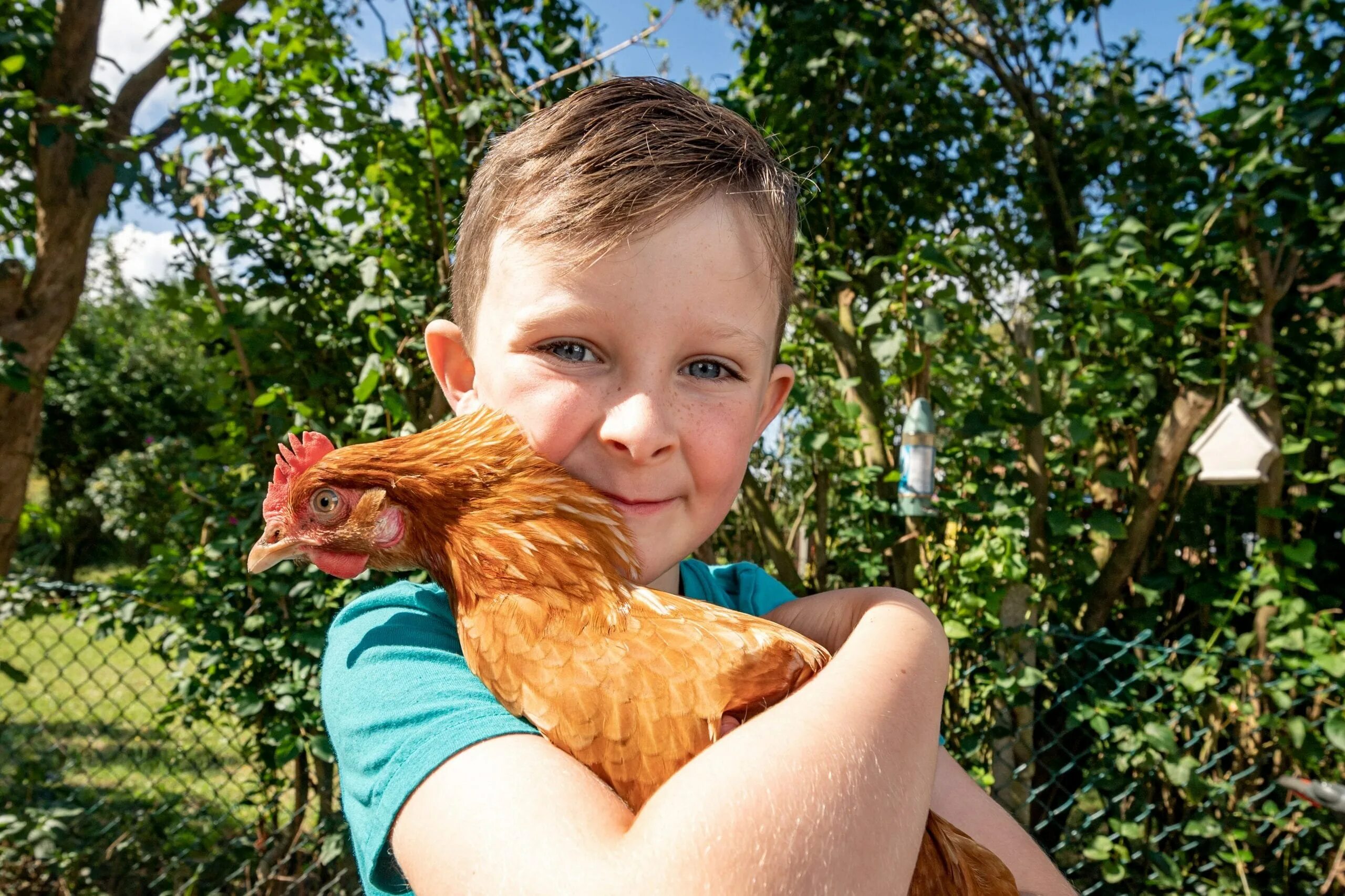 Мальчик с курицей. Курица для детей. Цыпленок для детей.