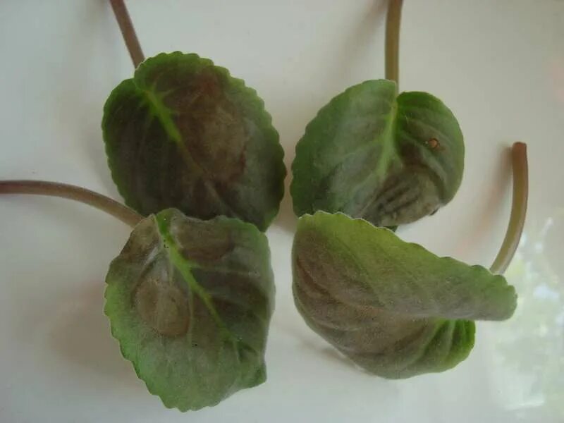 Бурая гниль фиалки. Почему фиалка белые листья. Фузариоз сенполий. Почему фиалка белые листья. Пятнистость на листьях фиалок.