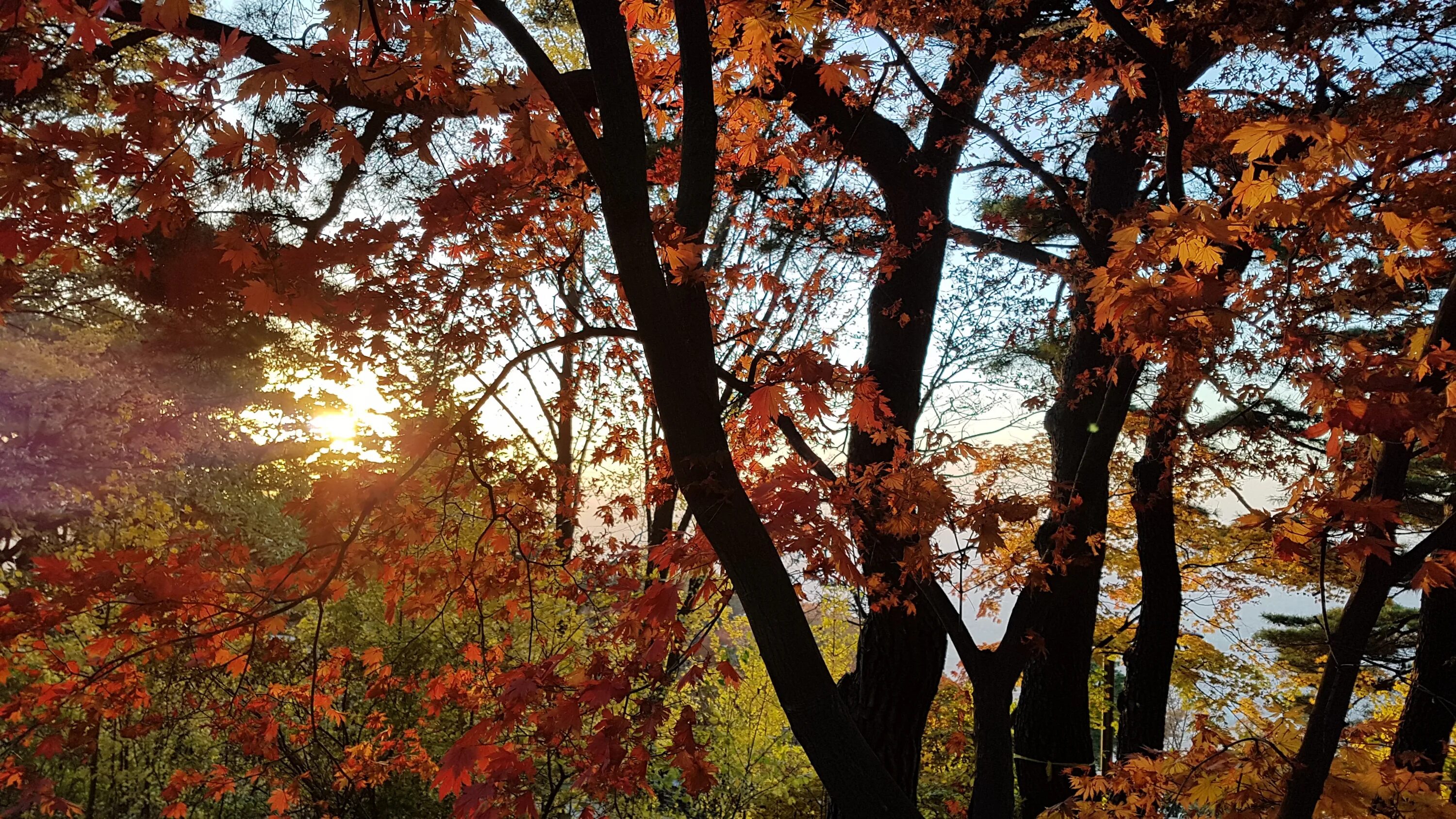 Может ли вас взволновать красота осеннего леса. Кленовый лес на закате. Лес с кленом и с закатом. Maple Tree Sunset. Sunshine Evening one Tree.