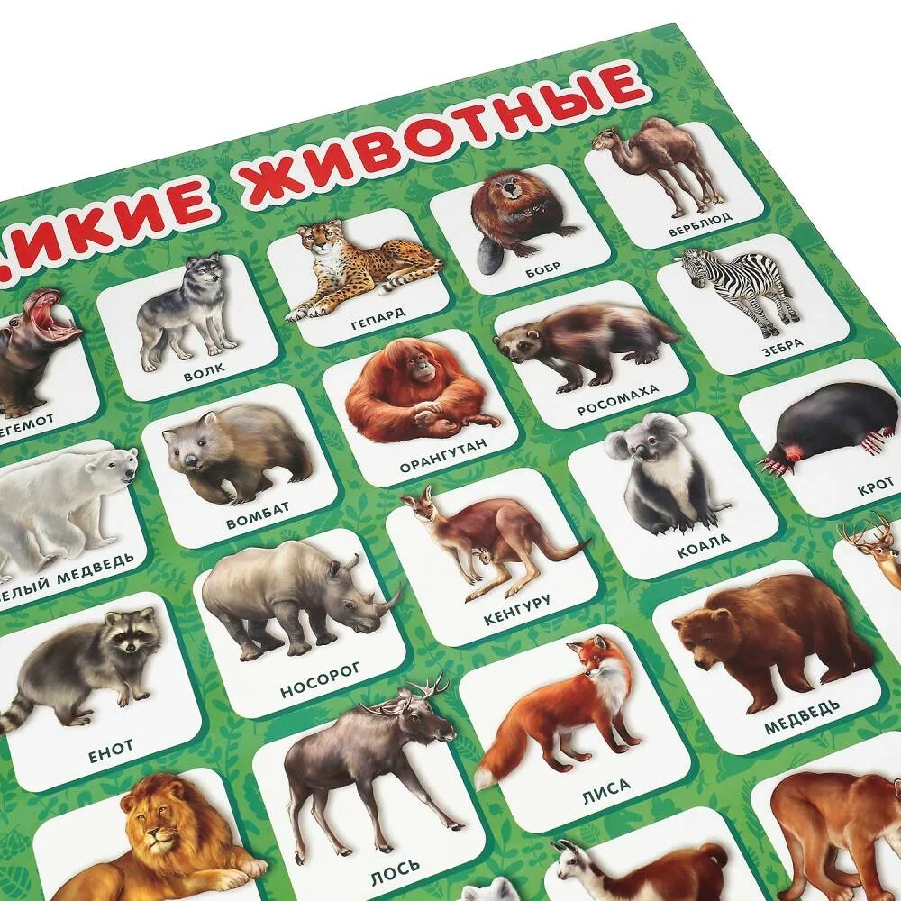 Дикие животные купить. Плакат "Дикие животные". Обучающий плакат Дикие животные. Плакат животные для детей. Плакат с дикими животными.