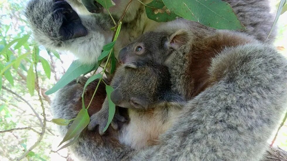 Заботливая мама коала. Коала и Лев. Коала обнимается с человеком. Сделай коалу