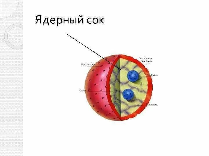 Как называется отверстие в оболочке ядра клетки. Ядерный сок строение. Строение ядра ядерный сок. Ядерный сок заполняющий ядро клетки.