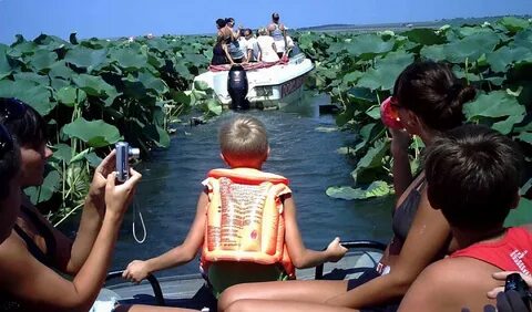 Лотосы азовское море экскурсия