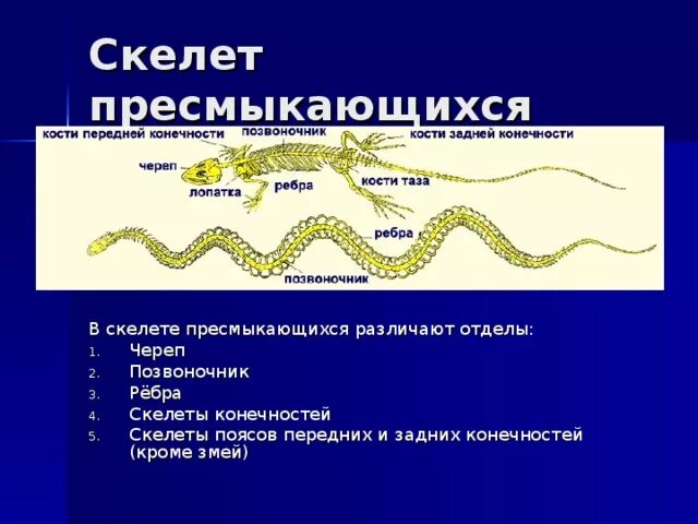 Конечности пресмыкающих. Скелет пресмыкающихся. Конечности пресмыкающихся. Отделы скелета пресмыкающихся. Скелет передних и задних конечностей у пресмыкающихся.