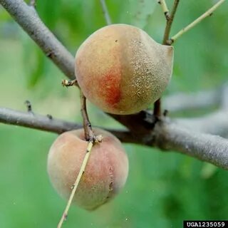 Вредители персика