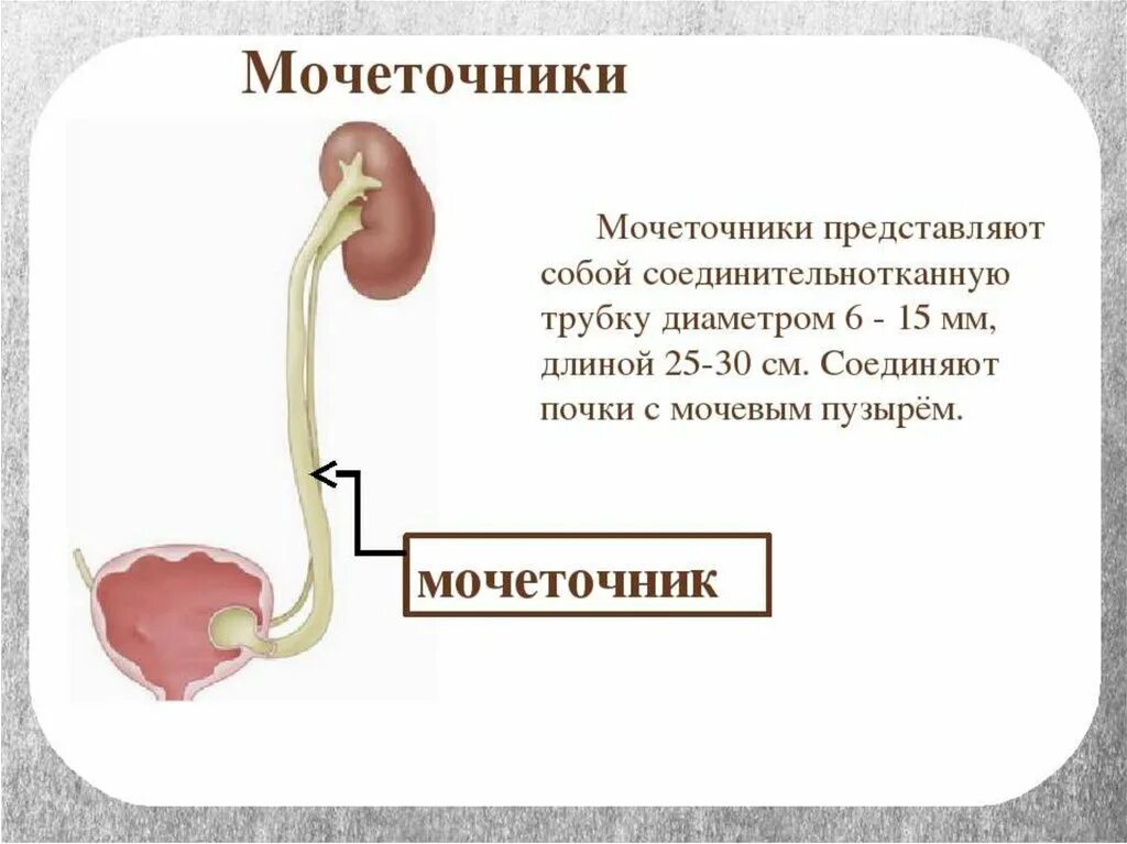 Форма мочеточника