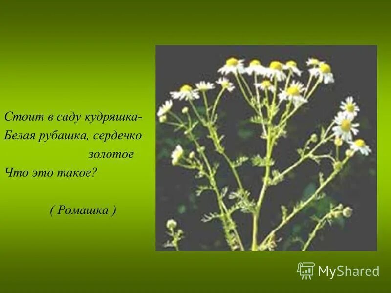 Стоит в саду кудряшка белая рубашка. В саду кудряшка белая рубашка. Цветочек этот голубой напоминает. Тепличное хозяйство. Стали в саду кудряшка белая рубашка.