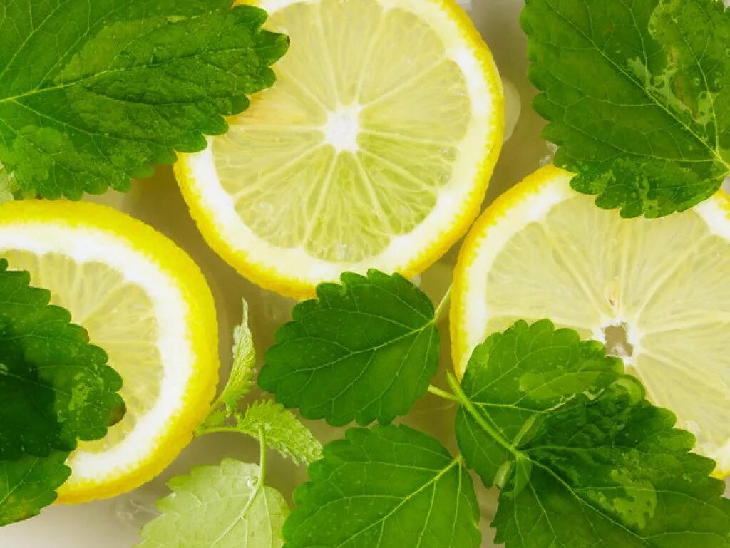 Лимонад мохито лайм мята. Мята лимон. Лимонад лимон мята. Зеленый чай лимон с имбирем. Лимонад лимон лайм мята.